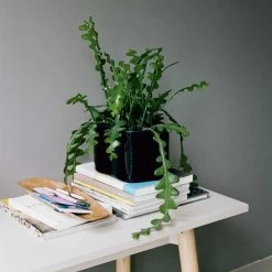 Riihitie Übertopf Form A -Möbel & Dekoration 2370119 Kiila Bench clear lacquer stone white Riihitie master 1280x1280 1