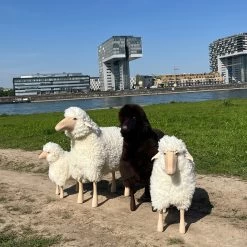 Schaf 60 Cm 17 Schaf 60 Cm -Möbel & Dekoration IMG 4539 1280x1280 1