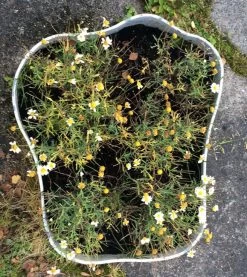 Riihitie Übertopf Form A -Möbel & Dekoration original aalto schale 2848 2 1280x1280